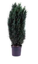 Enebærbusk 'Chamaecyparis Ellwoodii' 21 cm potte